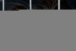 Mit kell tennie, ha macskákat vagy kiscicákat kell adnia vagy csatolnia?
